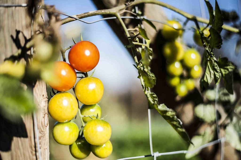 Azienda Agrituristica Alcastle Montabone Ngoại thất bức ảnh